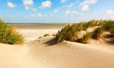 Duinen aan de kust